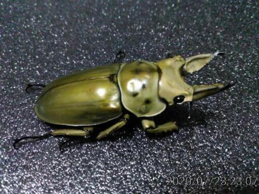 ご購入ありがとうございました！★モセリオウゴンオニクワガタ★　　　　　　　新成虫ペア(クリアスライダー\u0026おまけ有又は値引き有)