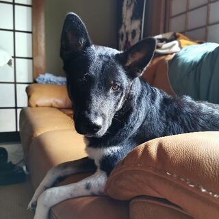 愛情のある家族を探している10ヶ月歳の犬 Khsaga22 誉田のその他の里親募集 ジモティー 愛情のある家族を探している10ヶ月歳の犬 Khsaga22 誉田のその他の里親募集 ジモティー