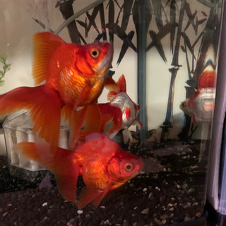 飯田産琉金3匹セット