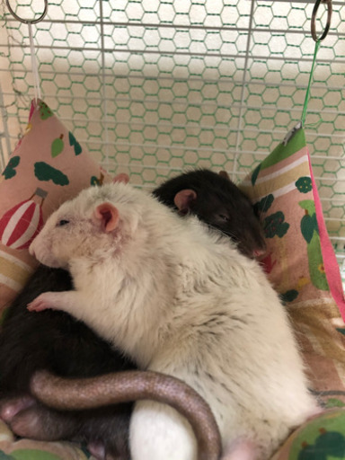 急募 ベタ慣れファンシーラットオス2匹 しおん 藤沢のその他の里親募集 ジモティー