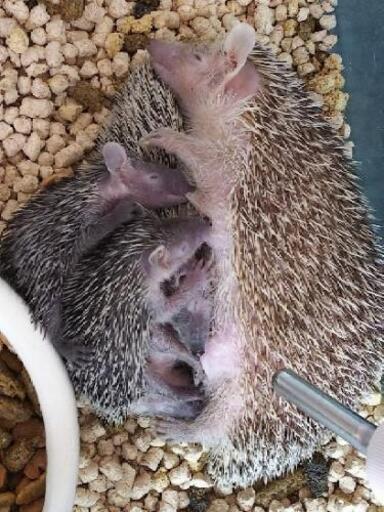 ヒメハリテンレック販売中 全てオーナー様が決まりました オルカ 吉野町のペットショップの無料広告 無料掲載の掲示板 ジモティー