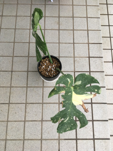 モンステラ 斑入り アダンソニー 常盤の森 東かがわのその他の中古あげます 譲ります ジモティーで不用品の処分