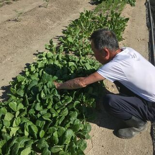 自分でお野菜作りませんか？