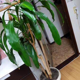 ☘決まりました☘幸福の木　大型観葉植物　軽トラ必須
