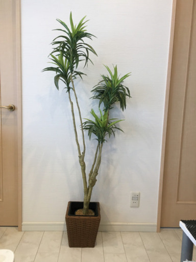ニトリ 造花 観葉植物 Mizutaku 塚口の服 ファッションの中古 古着あげます 譲ります ジモティーで不用品の処分