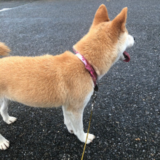 迷い犬 東松山市 吉見町無事飼い主様見つかりました − 埼玉県