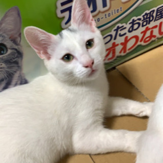 3月産まれの子猫 オス猫🐱 - 下関市