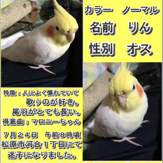 オカメインコが迷子になりましたの画像