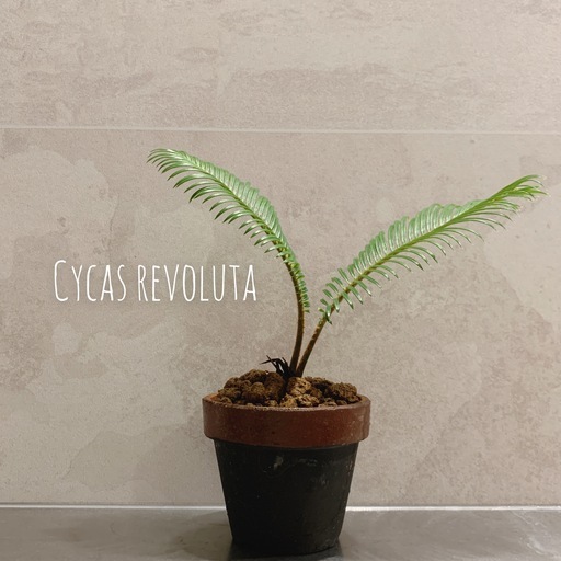 Cycas Revoluta ソテツ 蘇鉄 鉢付き 観葉植物 インテリア ヤシドライガーデン エイトプランツ 京成大和田の家具の中古あげます 譲ります ジモティーで不用品の処分