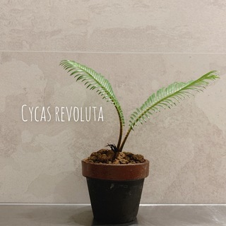 CYCAS REVOLUTA(ソテツ/蘇鉄) 鉢付き 観葉植物 ...