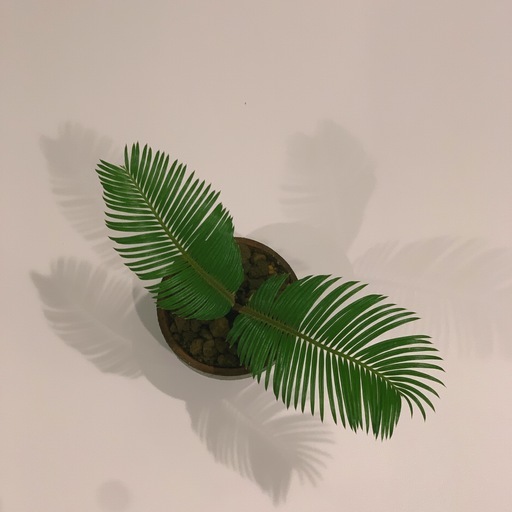 Cycas Revoluta ソテツ 蘇鉄 鉢付き 観葉植物 インテリア ヤシドライガーデン エイトプランツ 京成大和田の家具の中古あげます 譲ります ジモティーで不用品の処分