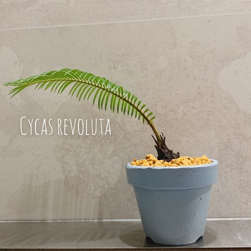 Cycas Revoluta ソテツ 蘇鉄 水色リメイク鉢付き 観葉植物ヤシロンハーマン風インテリア エイトプランツ 京成大和田の生活雑貨の中古あげます 譲ります ジモティーで不用品の処分 Cycas Revoluta ソテツ 蘇鉄 水色リメイク鉢付き 観葉植物ヤシロンハーマン風インテリア エイトプランツ 京成大和田の生活雑貨の中古あげます 譲ります ジモティーで不用品の処分