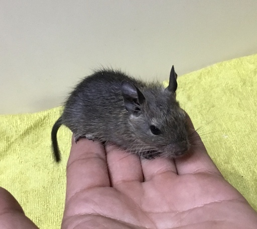 けんぼの森 デグー アグーチ 6月18日生まれ4匹デビュー 2匹 2匹当店特別販売価格 税込 1匹 3 000円 けんぼっ 下溝のペットショップの無料広告 無料掲載の掲示板 ジモティー