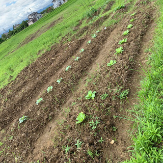 畑で一緒に野菜作りしませんか？