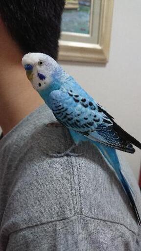 セキセイインコ オス 3才 Chi Ko 豊洲のその他の里親募集 ジモティー