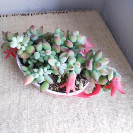 多肉植物 ペンデンス 鉢ごと 開花中 Kiki 船堀のその他の中古あげます 譲ります ジモティーで不用品の処分 多肉植物 ペンデンス 鉢ごと 開花中 Kiki 船堀のその他の中古あげます 譲ります ジモティーで不用品の処分