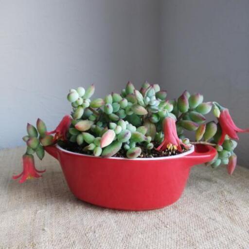 多肉植物 ペンデンス 鉢ごと 開花中 Kiki 船堀のその他の中古あげます 譲ります ジモティーで不用品の処分