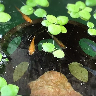 メダカ好きな方お友達になりませんか♪