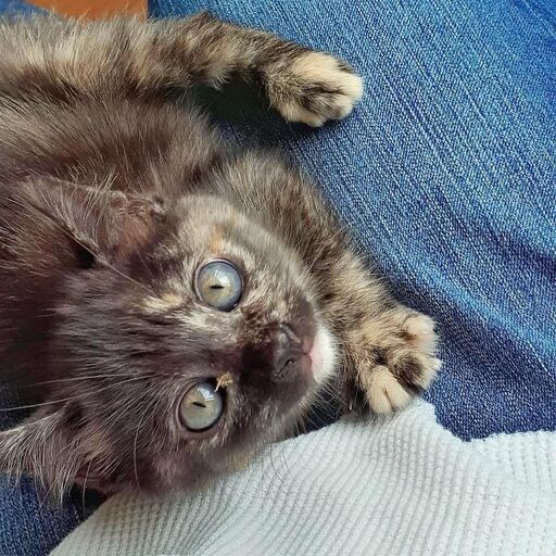 子猫の里親を募集しています ナベコ 香取の猫の里親募集 ジモティー 子猫の里親を募集しています ナベコ 香取の猫の里親募集 ジモティー