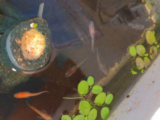 画像のメダカちゃんの若魚稚魚卵ミジンコ等1000円 おやぶんちゃん 長後のその他の中古あげます 譲ります ジモティーで不用品の処分