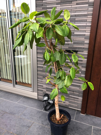 観葉植物大きいサイズ大型サイズ マコト 三郷のその他の中古あげます 譲ります ジモティーで不用品の処分