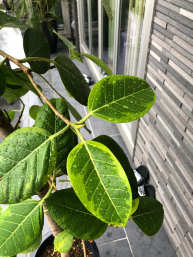観葉植物大きいサイズ大型サイズ マコト 三郷のその他の中古あげます 譲ります ジモティーで不用品の処分