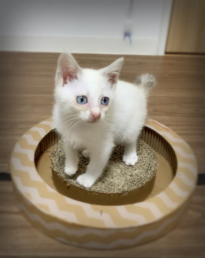 白猫ちゃん青い目女の子2ヶ月 シャムミックスor笹かま系かも マロン 三津の猫の里親募集 ジモティー 白猫ちゃん青い目女の子2ヶ月 シャムミックスor笹かま系かも マロン 三津の猫の里親募集 ジモティー