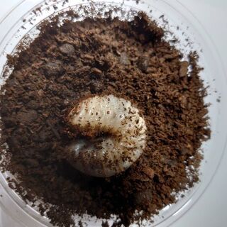 テルシテスヒメゾウカブト3令幼虫ペア(1月19日追記あり、もうすぐで受付