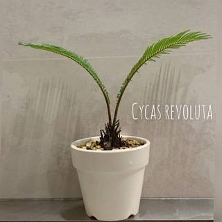 CYCAS REVOLUTA(ソテツ/蘇鉄) 鉢付き 観葉植物　...