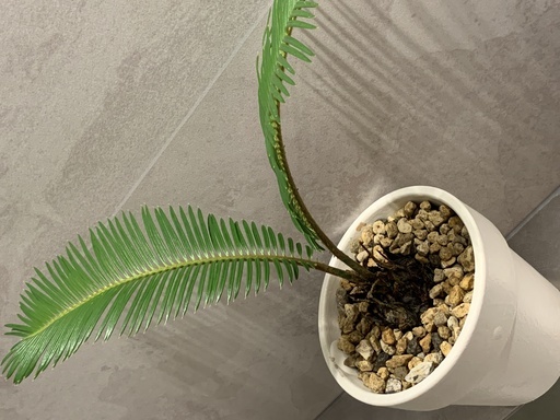 Cycas Revoluta ソテツ 蘇鉄 鉢付き 観葉植物ロンハーマン風ドライガーデン インテリアno 7 エイトプランツ 京成大和田の生活雑貨の中古あげます 譲ります ジモティーで不用品の処分