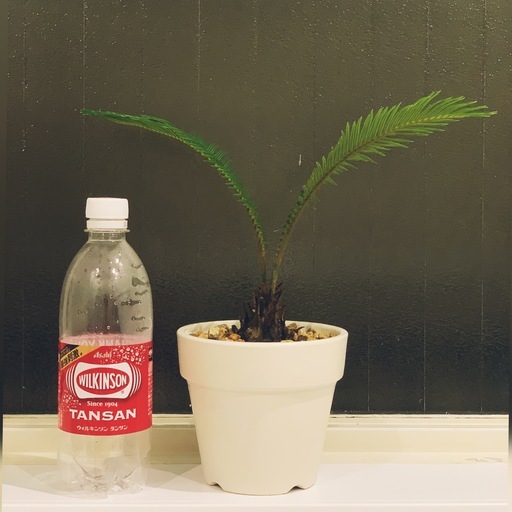 Cycas Revoluta ソテツ 蘇鉄 鉢付き 観葉植物ロンハーマン風ドライガーデン インテリアno 7 エイトプランツ 京成大和田の生活雑貨の中古あげます 譲ります ジモティーで不用品の処分