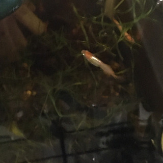 プラチナ牡丹メダカの稚魚 メダカ屋 大和郡山のその他の中古あげます 譲ります ジモティーで不用品の処分 プラチナ牡丹メダカの稚魚 メダカ屋 大和郡山のその他の中古あげます 譲ります ジモティーで不用品の処分