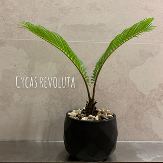 Cycas revoluta(ソテツ/蘇鉄) 黒色丸型陶器鉢付き...