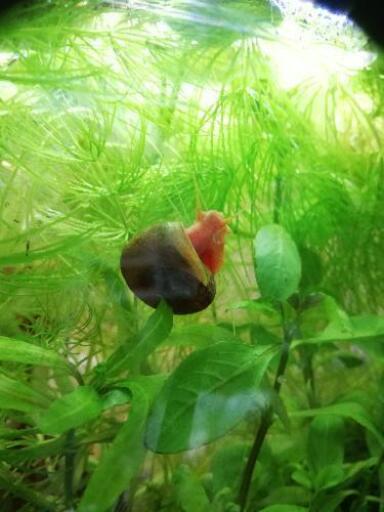 レッドラムズホーン10匹100円メダカ 熱帯魚 金魚のお掃除屋さん ぱん 下永谷のその他の中古あげます 譲ります ジモティーで不用品の処分