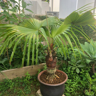 人気デザイナー 玉クバ トックリビロウ トックリクバ 売れ筋 塊根植物・コーデックス