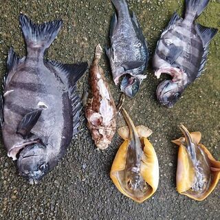 スピアフィッシング魚突き募集の画像