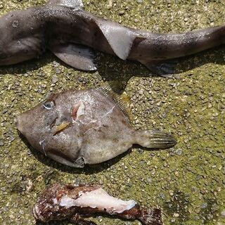 スピアフィッシング魚突き募集 − 鹿児島県