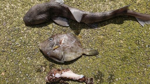 スピアフィッシング魚突き ポチ 和木のその他のメンバー募集 無料掲載の掲示板 ジモティー スピアフィッシング魚突き ポチ 和木のその他のメンバー募集 無料掲載の掲示板 ジモティー