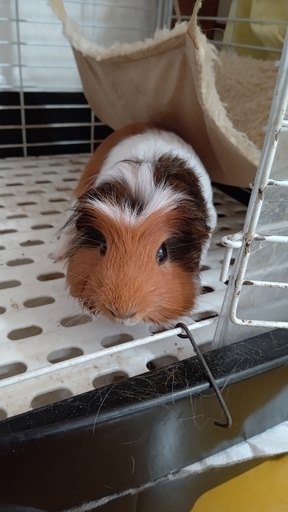 モルモット クレステッド 一歳甘えん坊です カバｑ 茅ケ崎のその他の里親募集 ジモティー