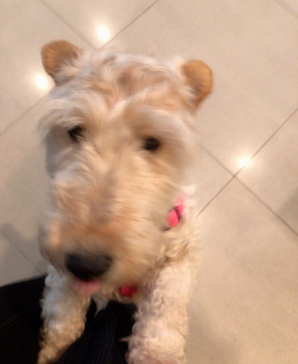 ヌイグルミみたいなワイヤーフォックステリア 推定５歳 Tera 大田の犬の里親募集 ジモティー