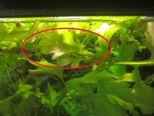 ウォータースプライト 水中葉 キキ 常総のその他の中古あげます 譲ります ジモティーで不用品の処分