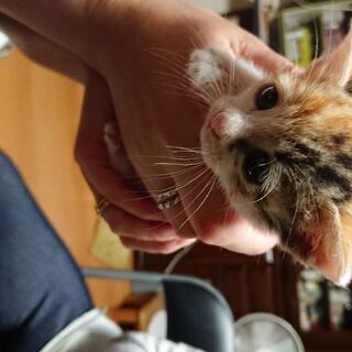 生後１ヶ月ぐらいの三毛猫1匹