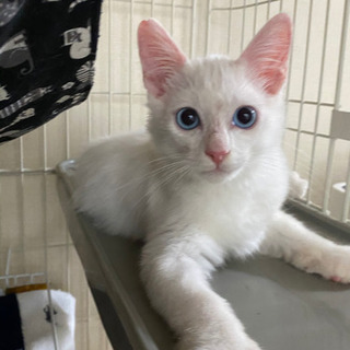 長毛で青い瞳のかわいい白猫。4か月のみるきーくん