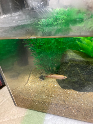 ゴールデンアカヒレ Sokim 野方のその他の中古あげます 譲ります ジモティーで不用品の処分