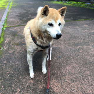 千葉県 千葉市の犬の里親募集 ジモティー 千葉県 千葉市の犬の里親募集 ジモティー