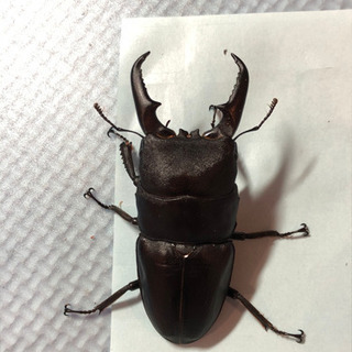 ヒラタクワガタ7匹セット 最大70㎜