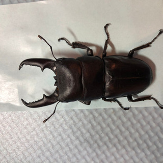 ヒラタクワガタ7匹セット 最大70㎜