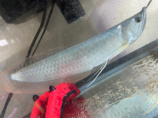 古代魚 水槽セット アクアリウム