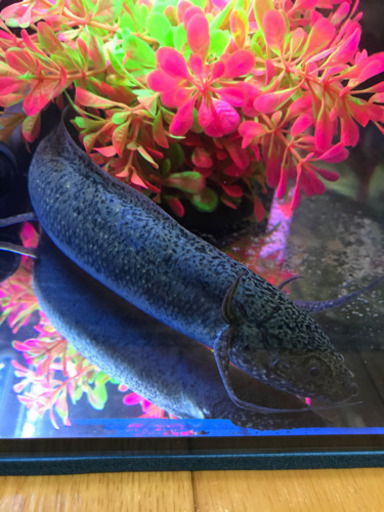 アンフィビウス　ナイバシャ産