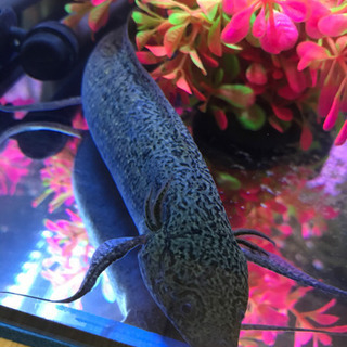 アンフィビウス ナイバシャ産